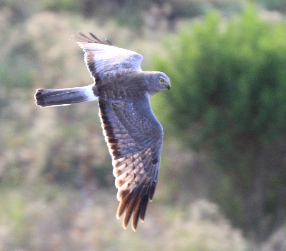 Northern Harrier - ML659782967