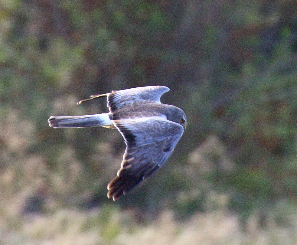 Northern Harrier - ML659782970