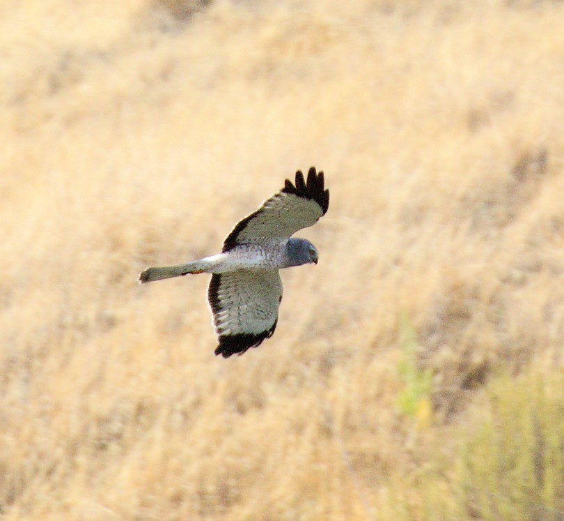 Northern Harrier - ML659782971
