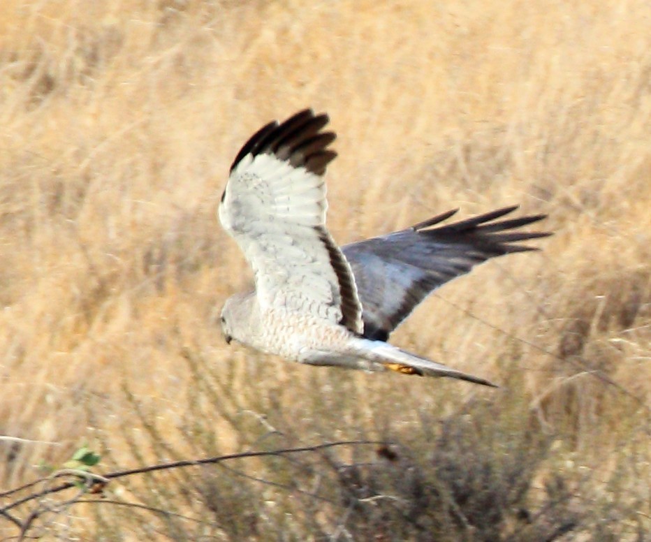 Northern Harrier - ML659782974