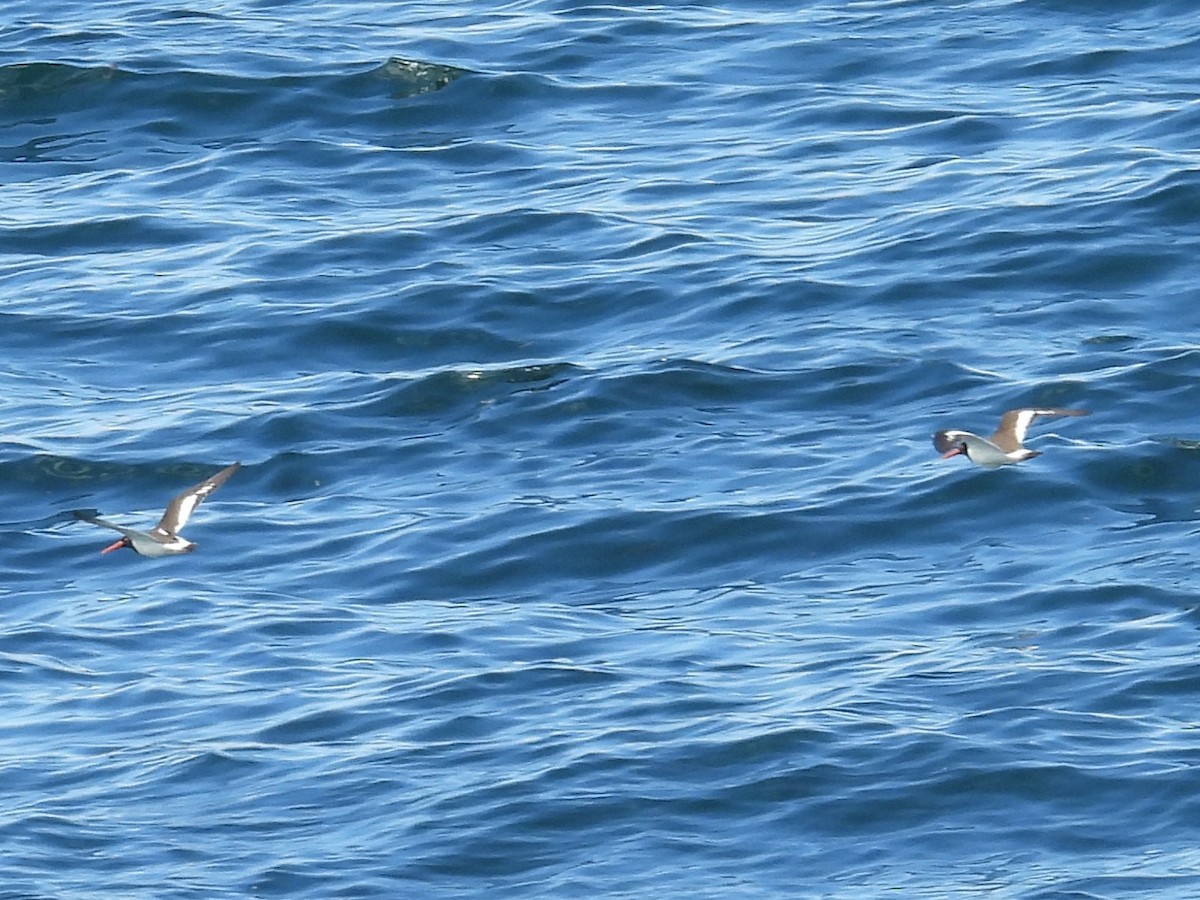 eBird Checklist - 15 Jun 2026 - Manomet Point - 15 species (+1 other taxa)