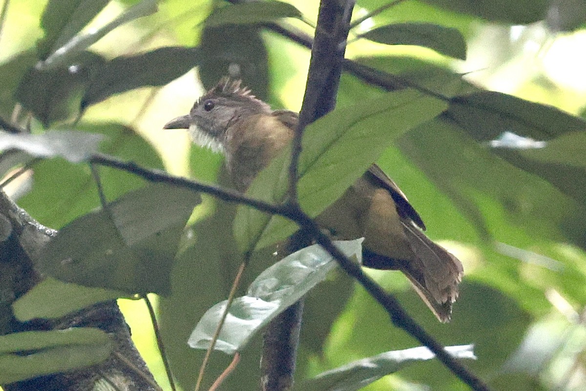 Gray-cheeked Bulbul - ML659783861