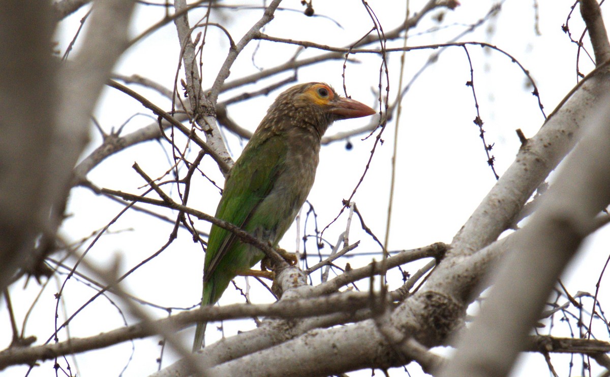 barbet hnědohlavý - ML659783874