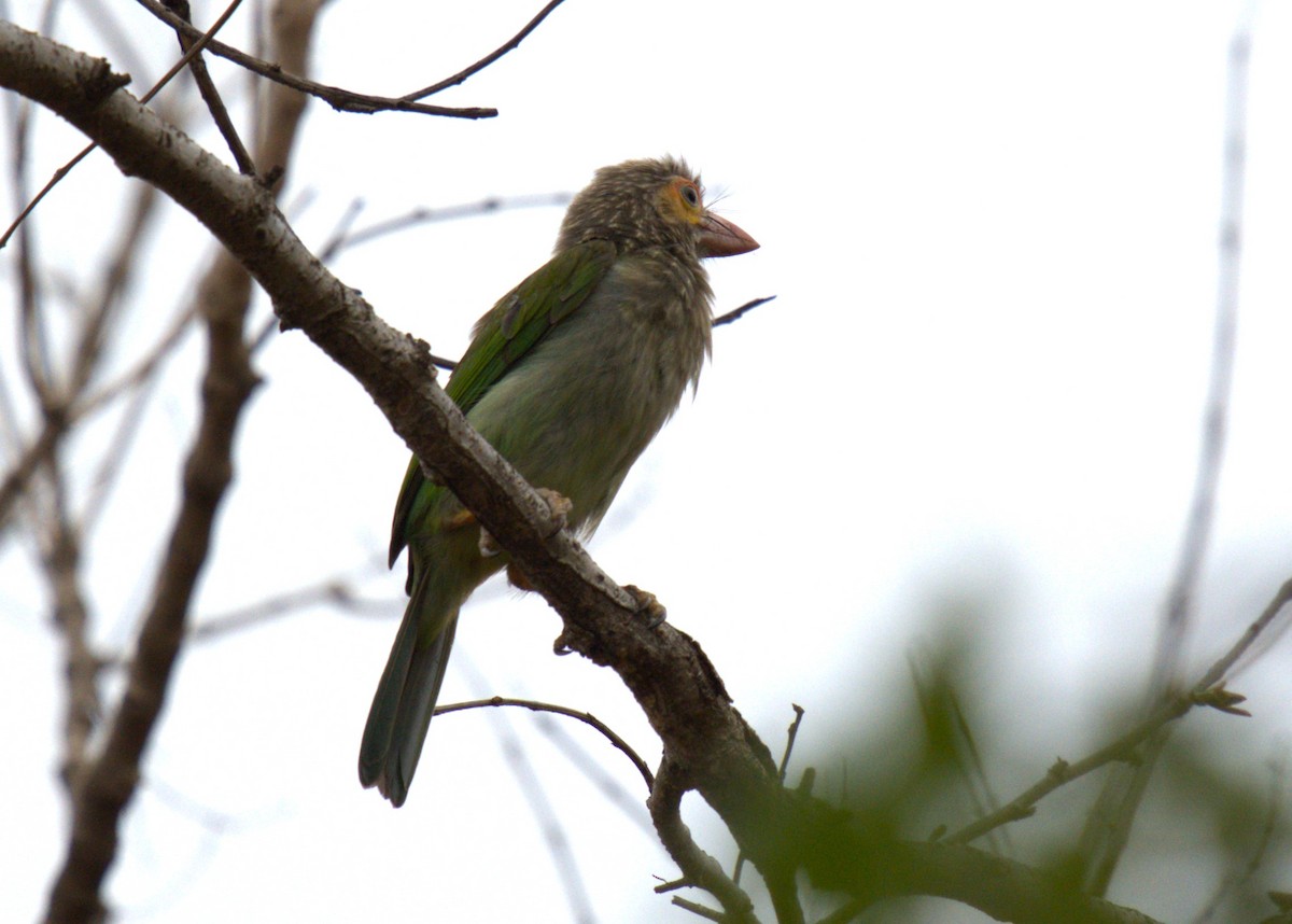 barbet hnědohlavý - ML659783891