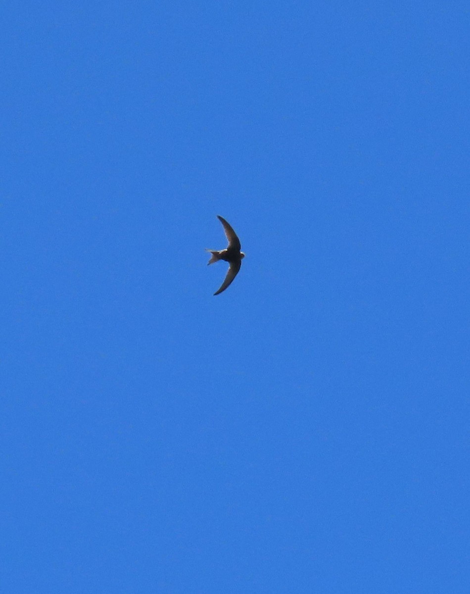 Common Swift - ML659784276