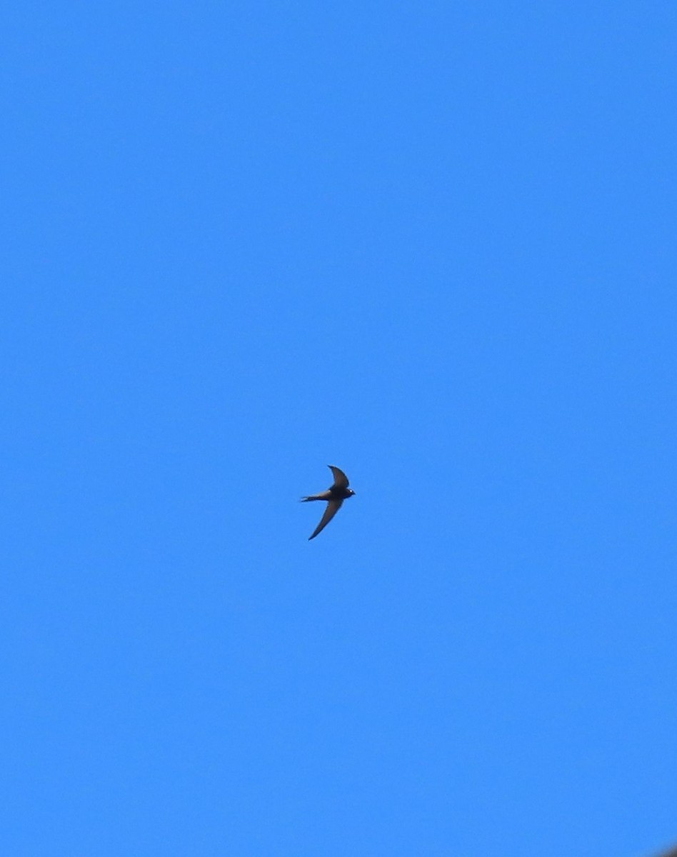 Common Swift - ML659784781