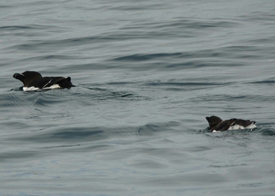 Razorbill - ML65978591