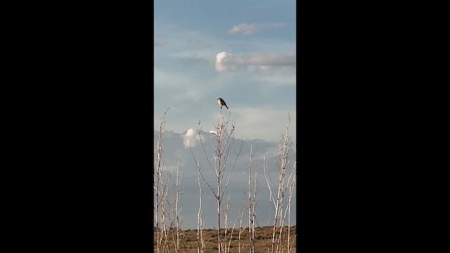 Dickcissel - ML659786198