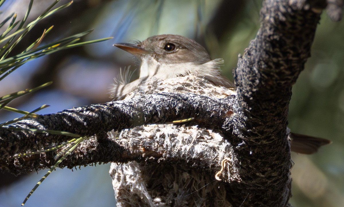 Western Wood-Pewee - ML659786295