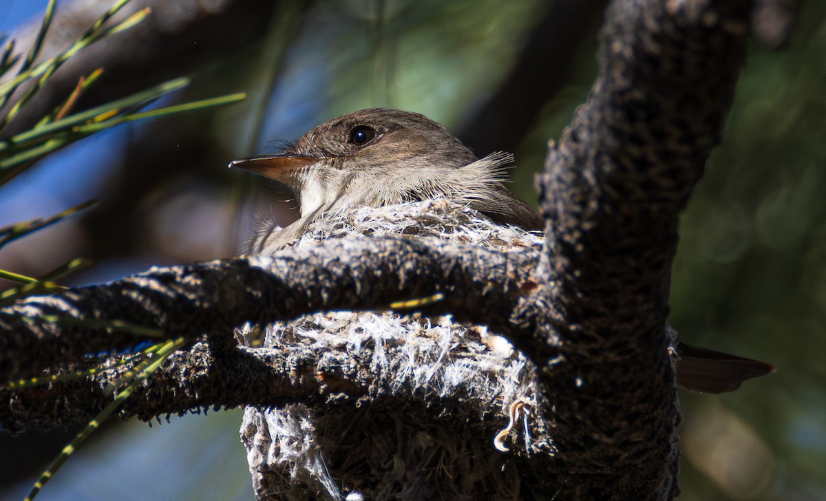 Western Wood-Pewee - ML659786296