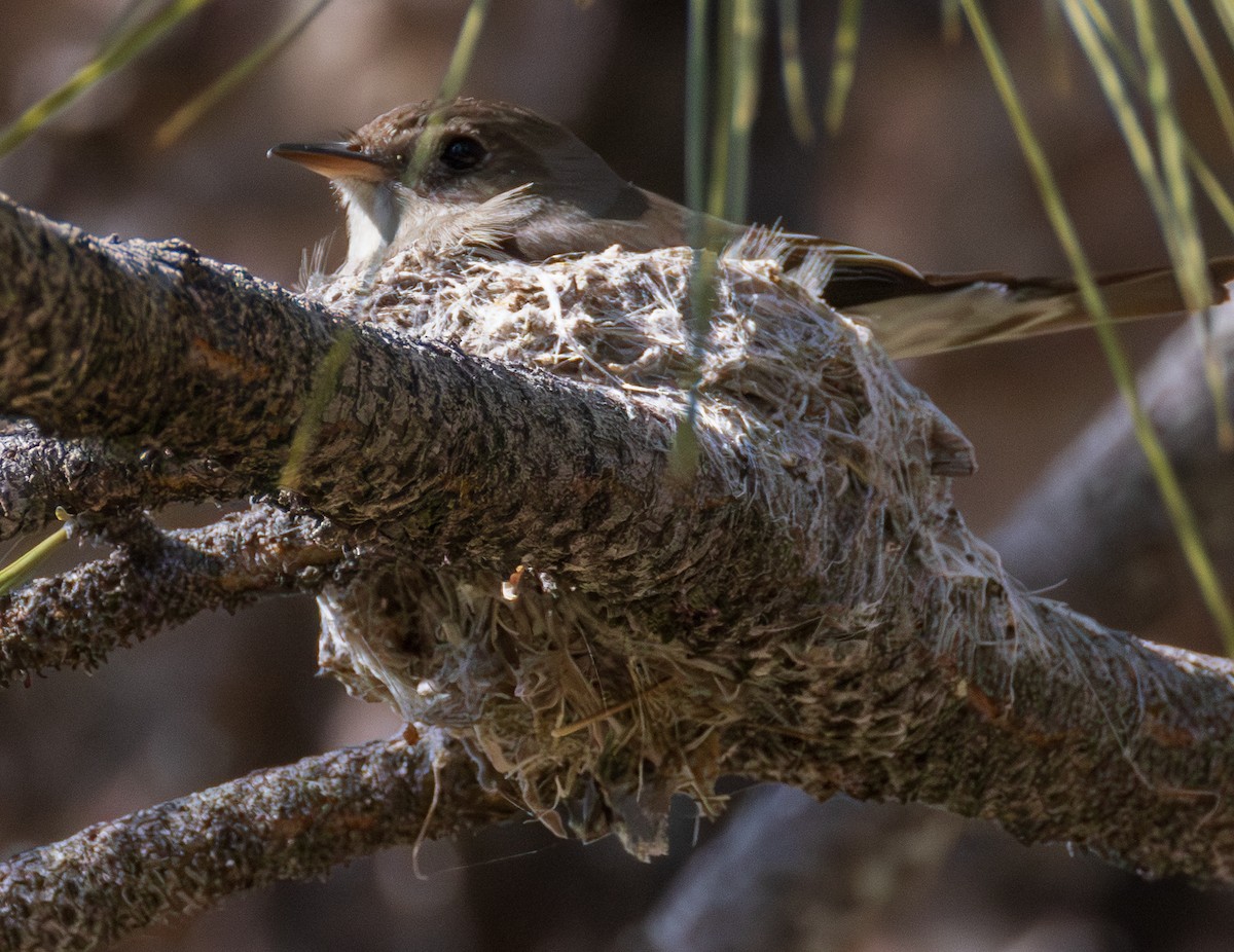 Western Wood-Pewee - ML659786297