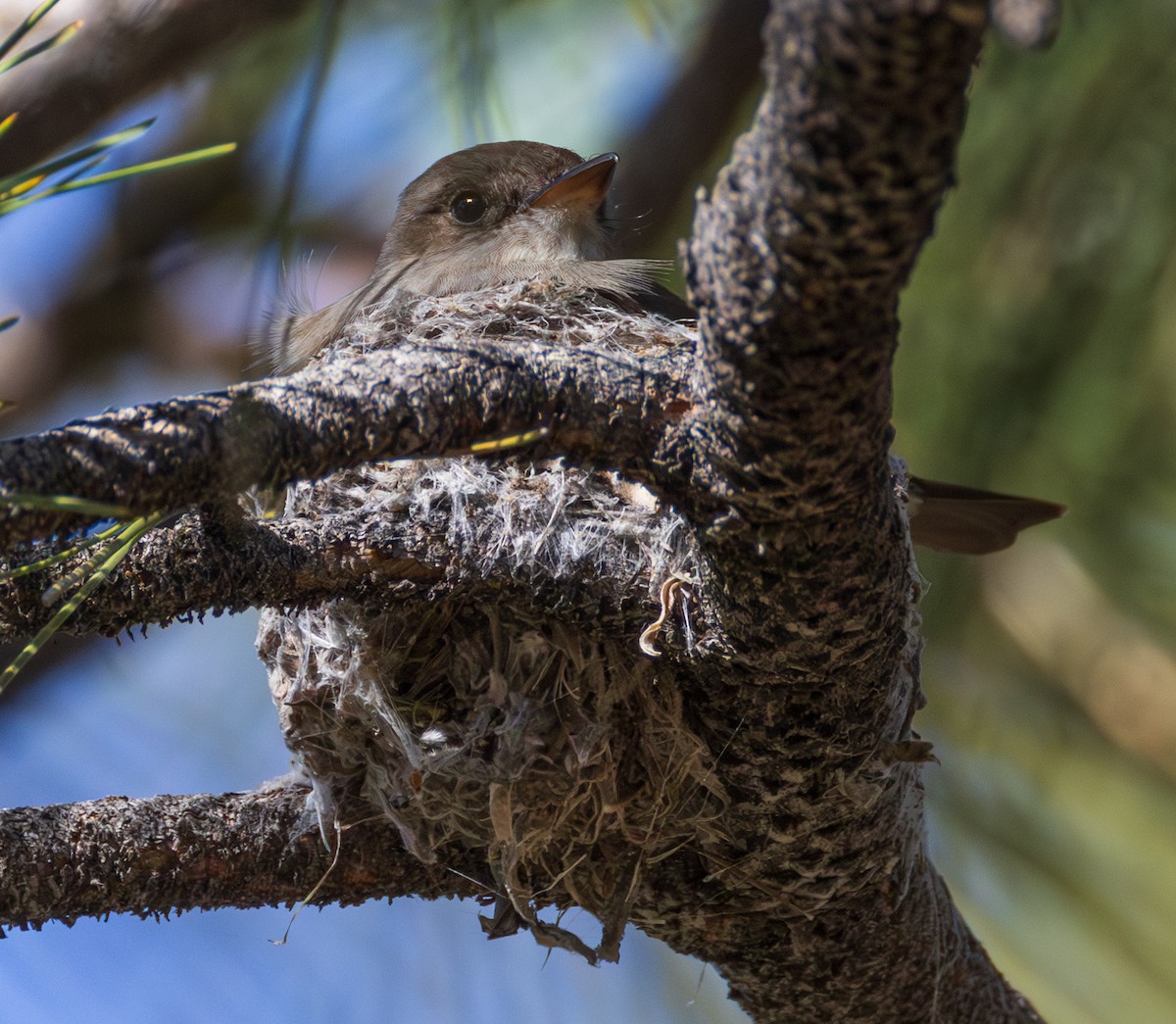 Western Wood-Pewee - ML659786298