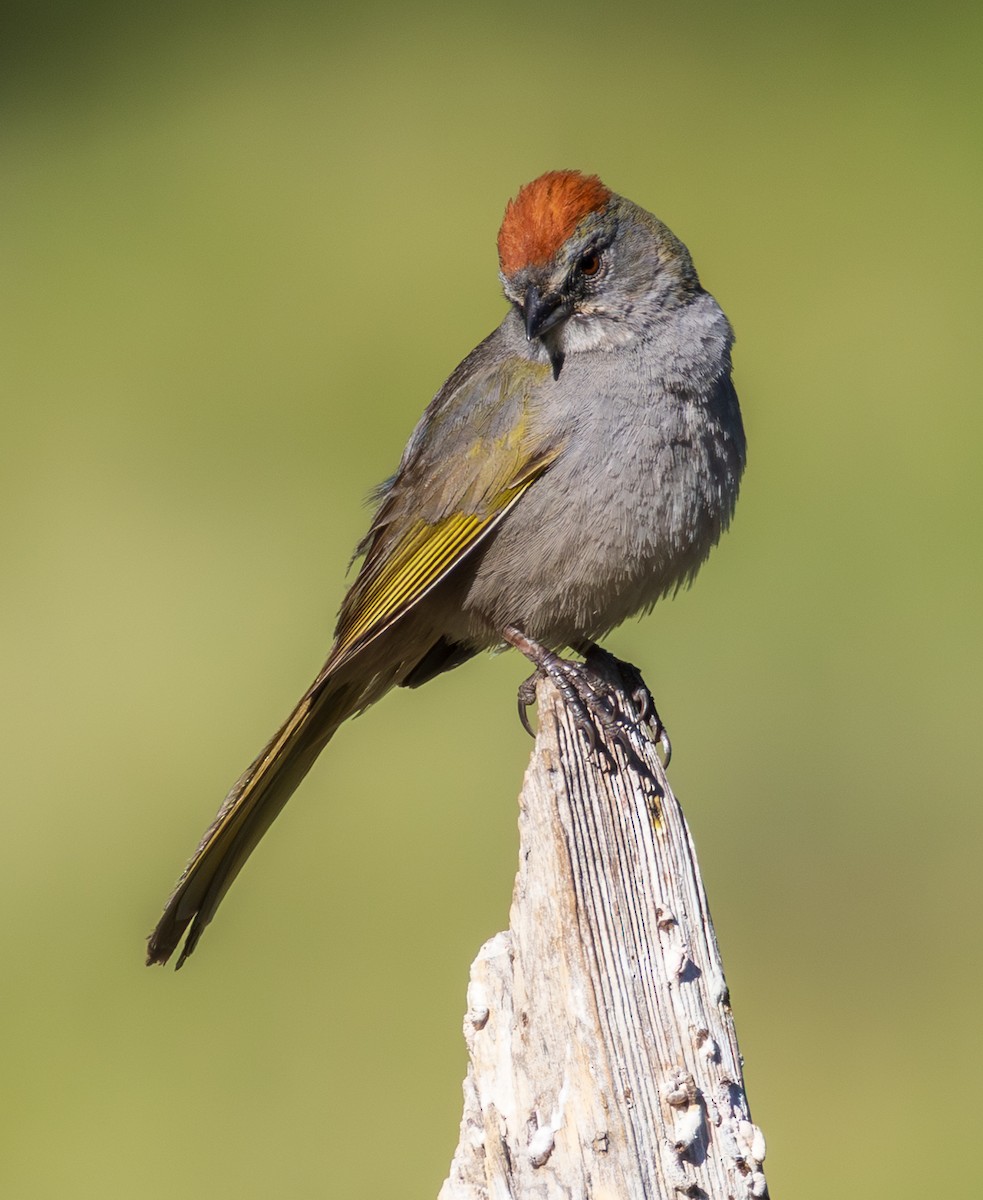 Green-tailed Towhee - ML659786310