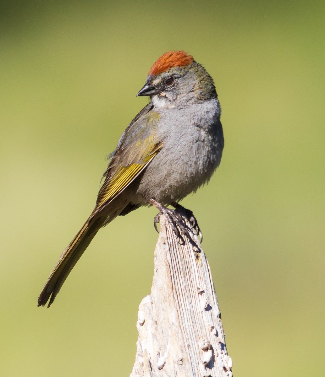Green-tailed Towhee - ML659786311