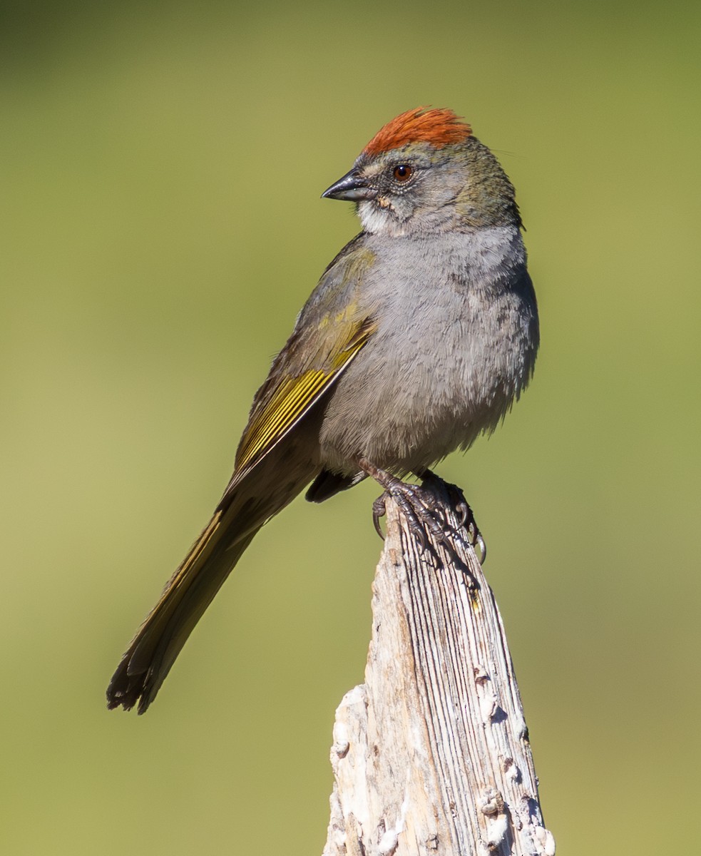 Green-tailed Towhee - ML659786312