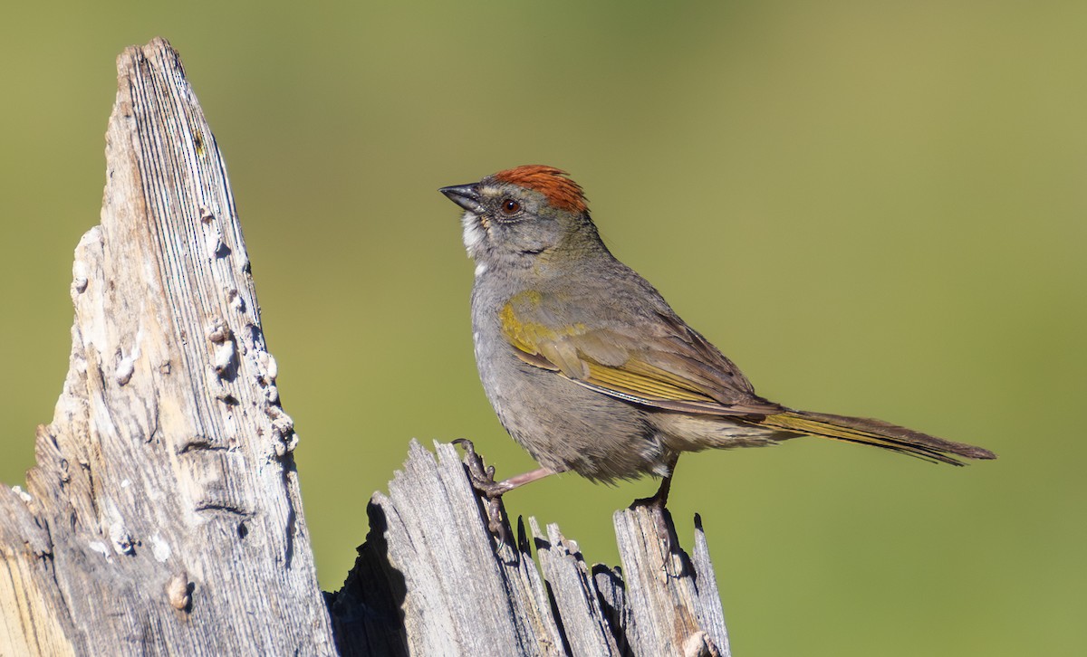 Green-tailed Towhee - ML659786313