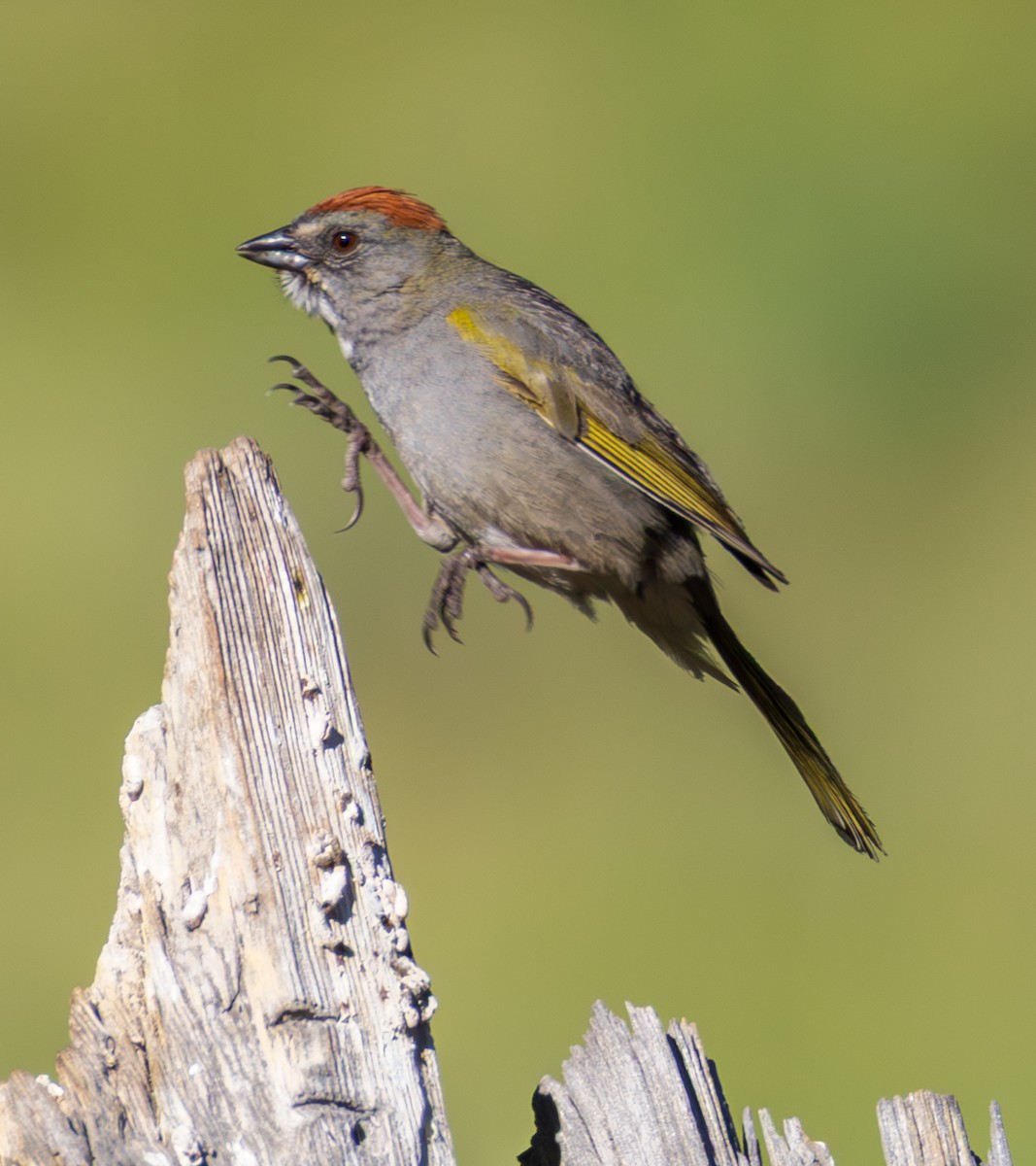 Green-tailed Towhee - ML659786314