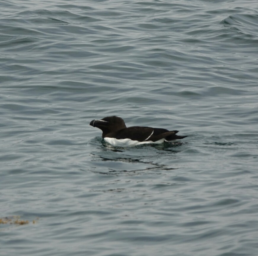 Гагарка мала - ML65978641