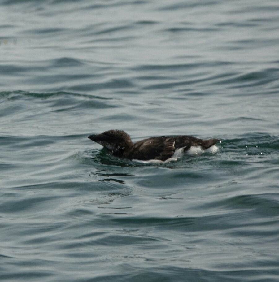 Гагарка мала - ML65978661