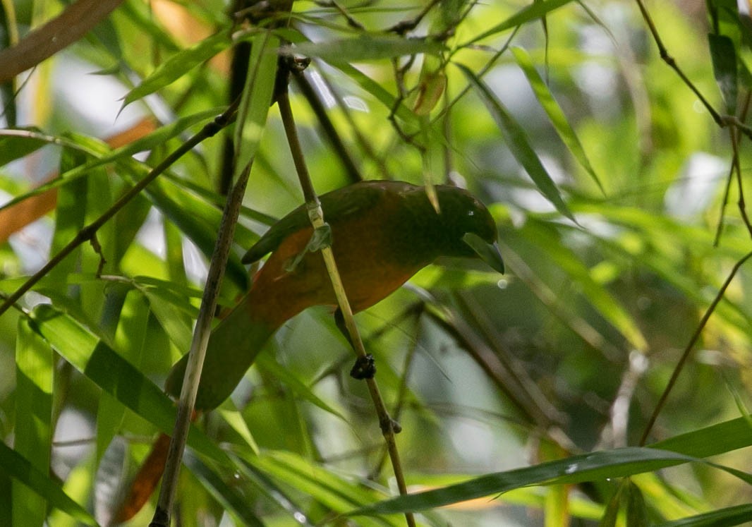 Crimson-backed Tanager - ML659786707