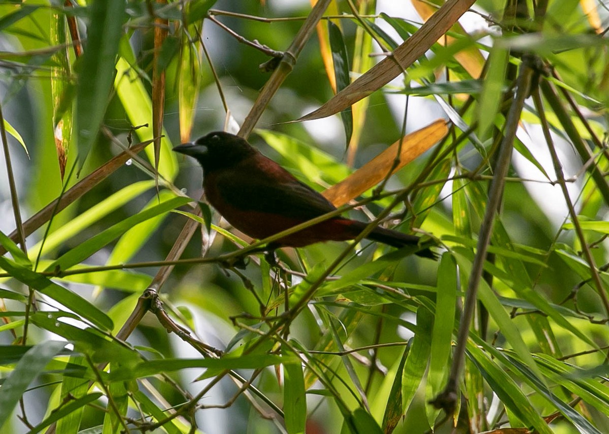 Crimson-backed Tanager - ML659786718