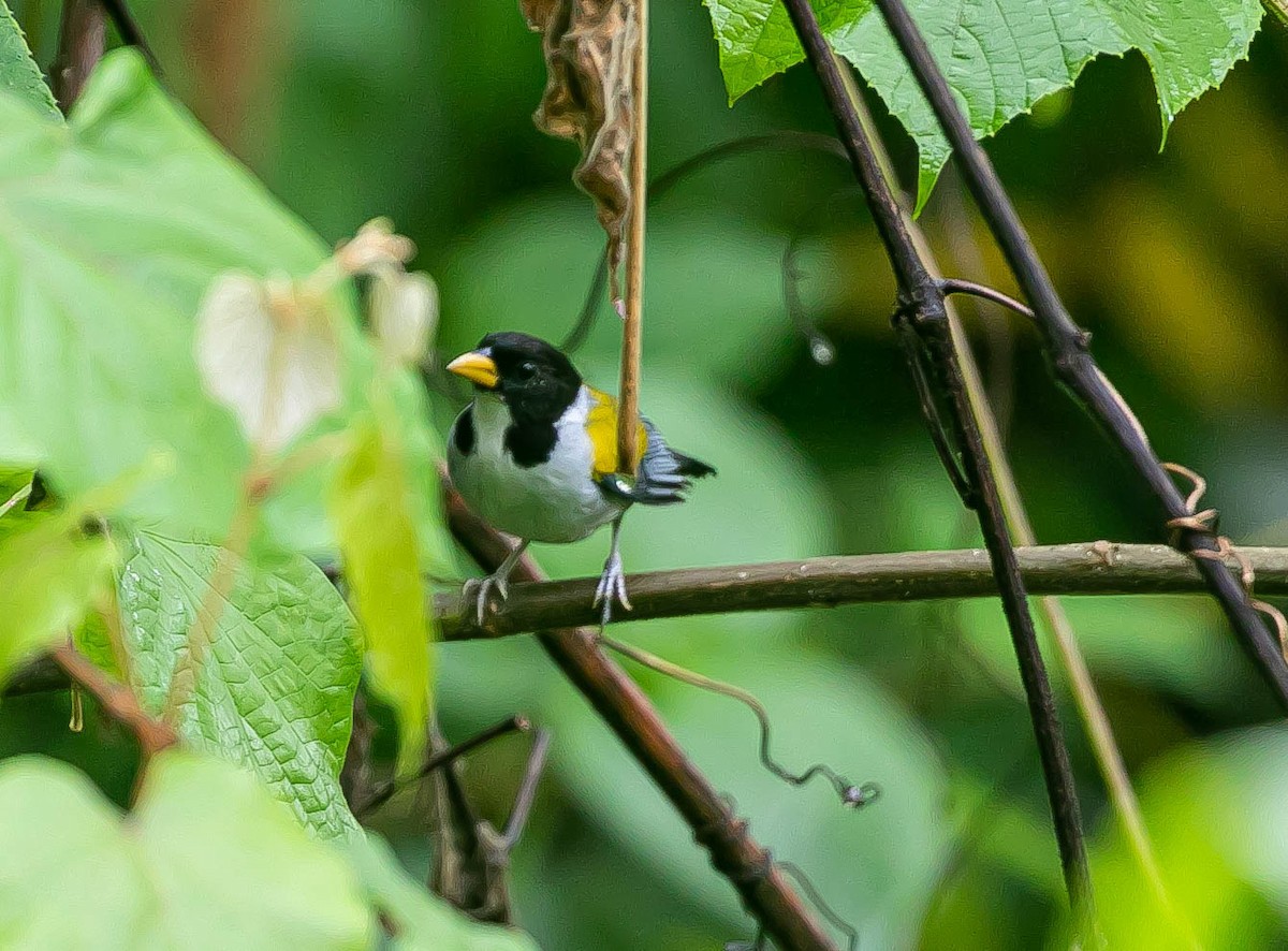 Golden-winged Sparrow - ML659786993