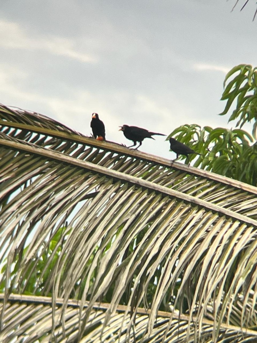 Crested Oropendola - ML659787019