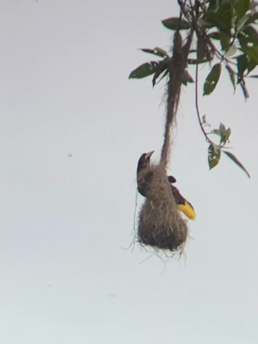 Crested Oropendola - ML659787020