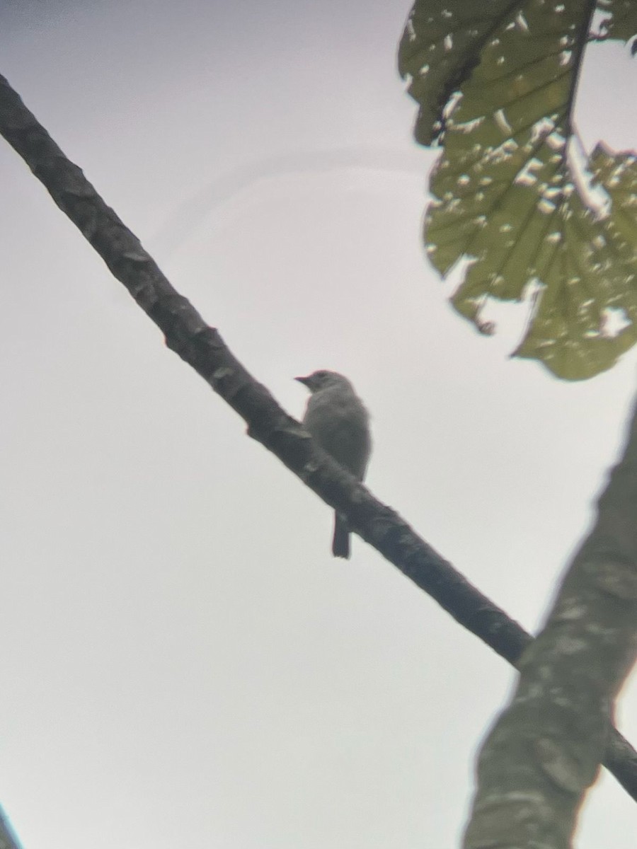 Blue-gray Tanager - ML659787027