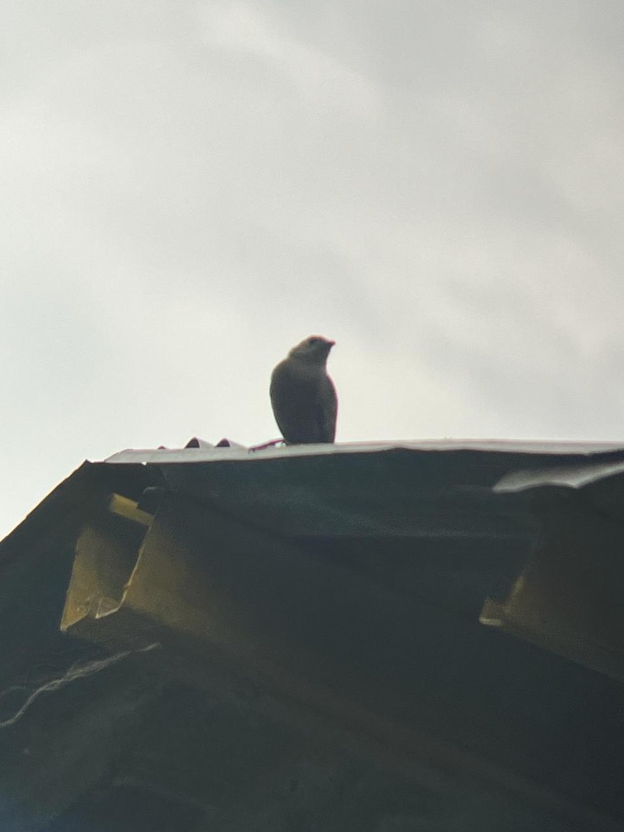 Palm Tanager - ML659787035