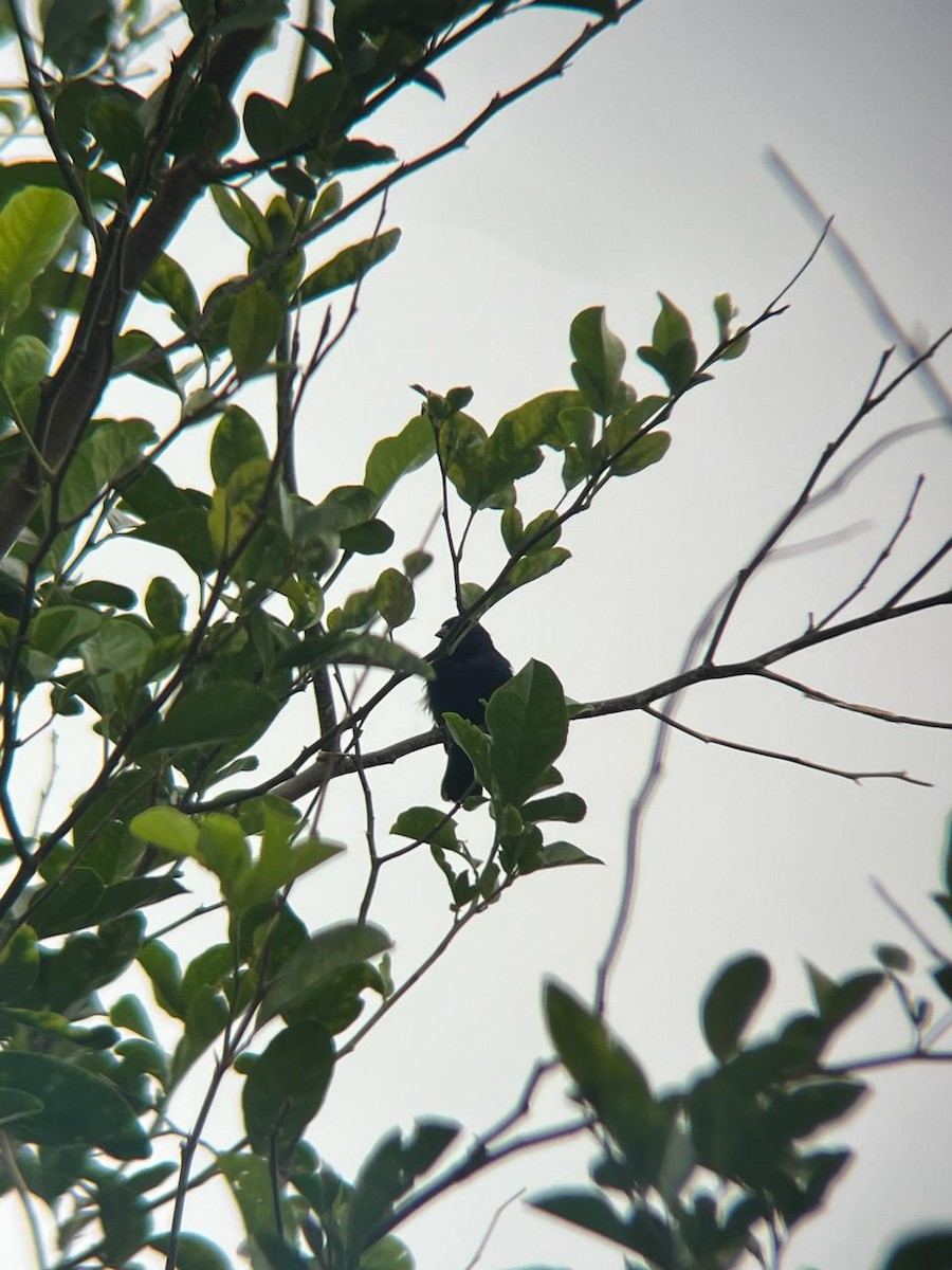 Blue-black Grassquit - ML659787038