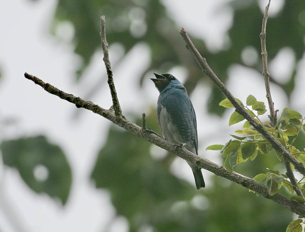 Swallow Tanager - ML659787090