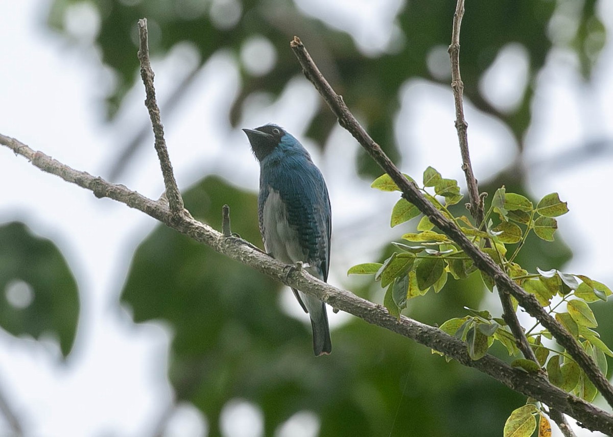 Swallow Tanager - ML659787091