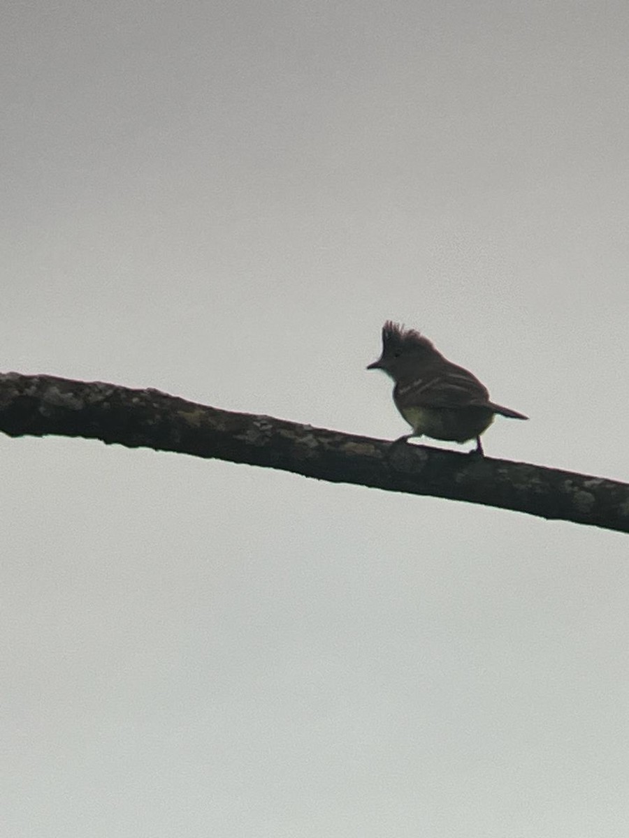 Yellow-bellied Elaenia - ML659787099