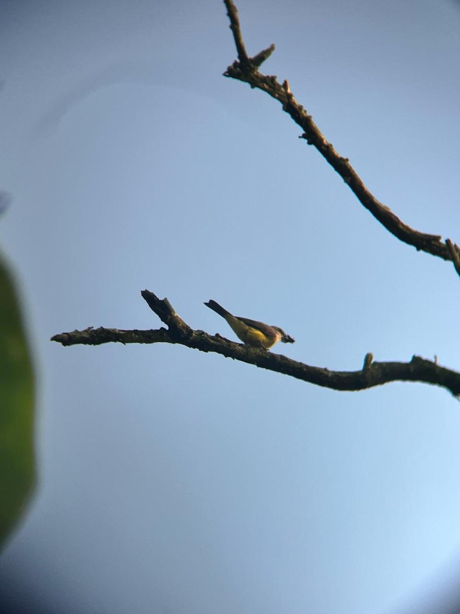 Tropical Kingbird - ML659788250