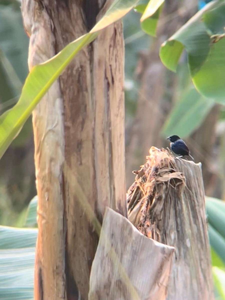 Blue-black Grassquit - ML659788276
