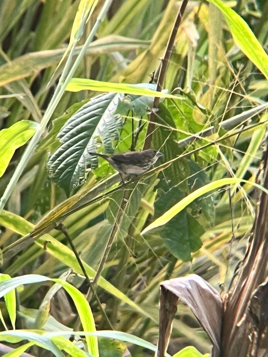 Blue-black Grassquit - ML659788277