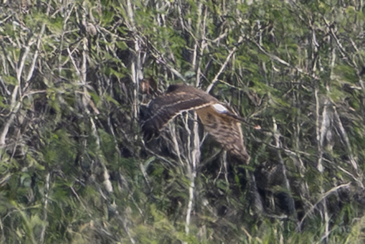 Northern Harrier - ML659788608