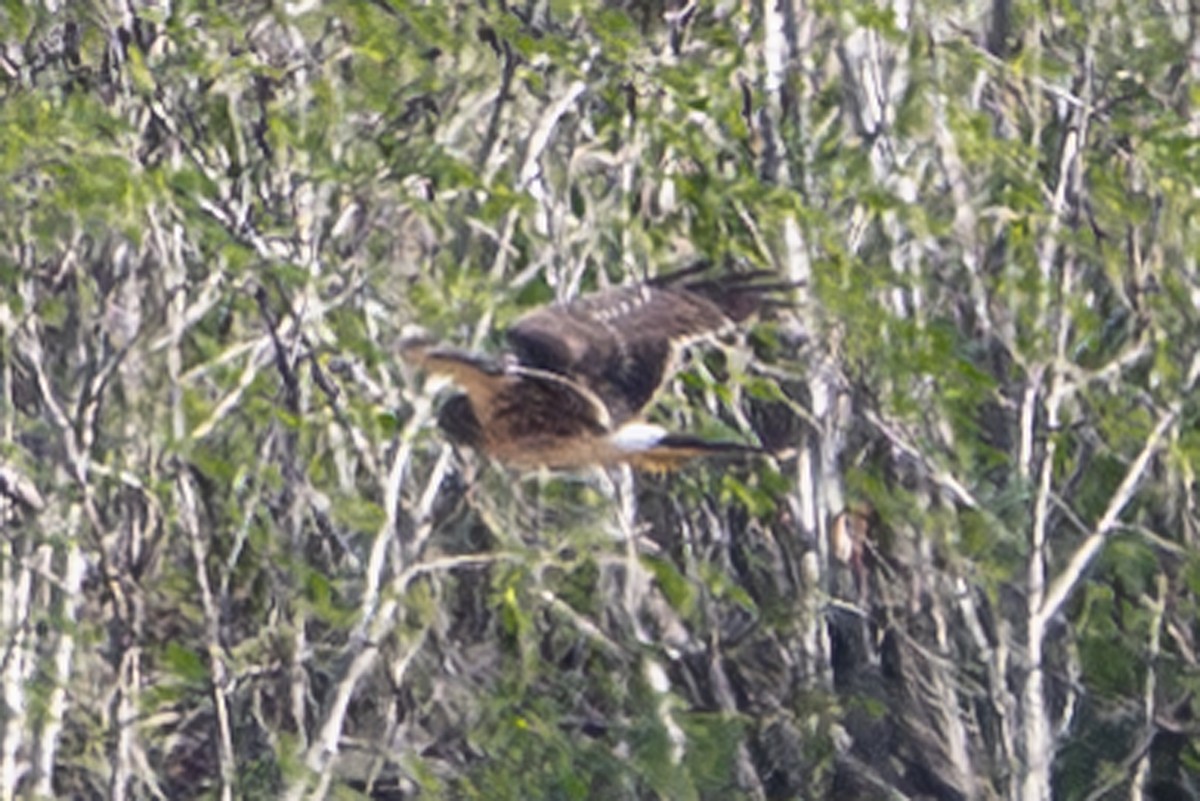 Northern Harrier - ML659788609