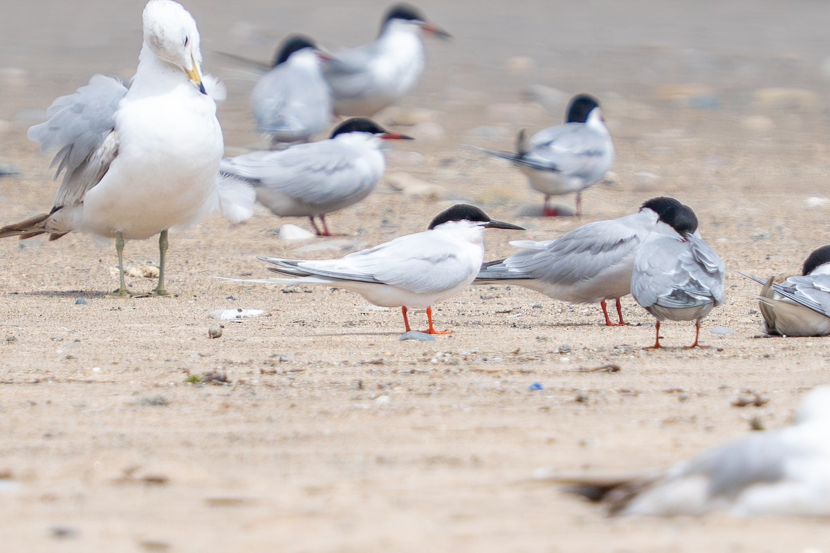 Roseate Tern - ML659789131