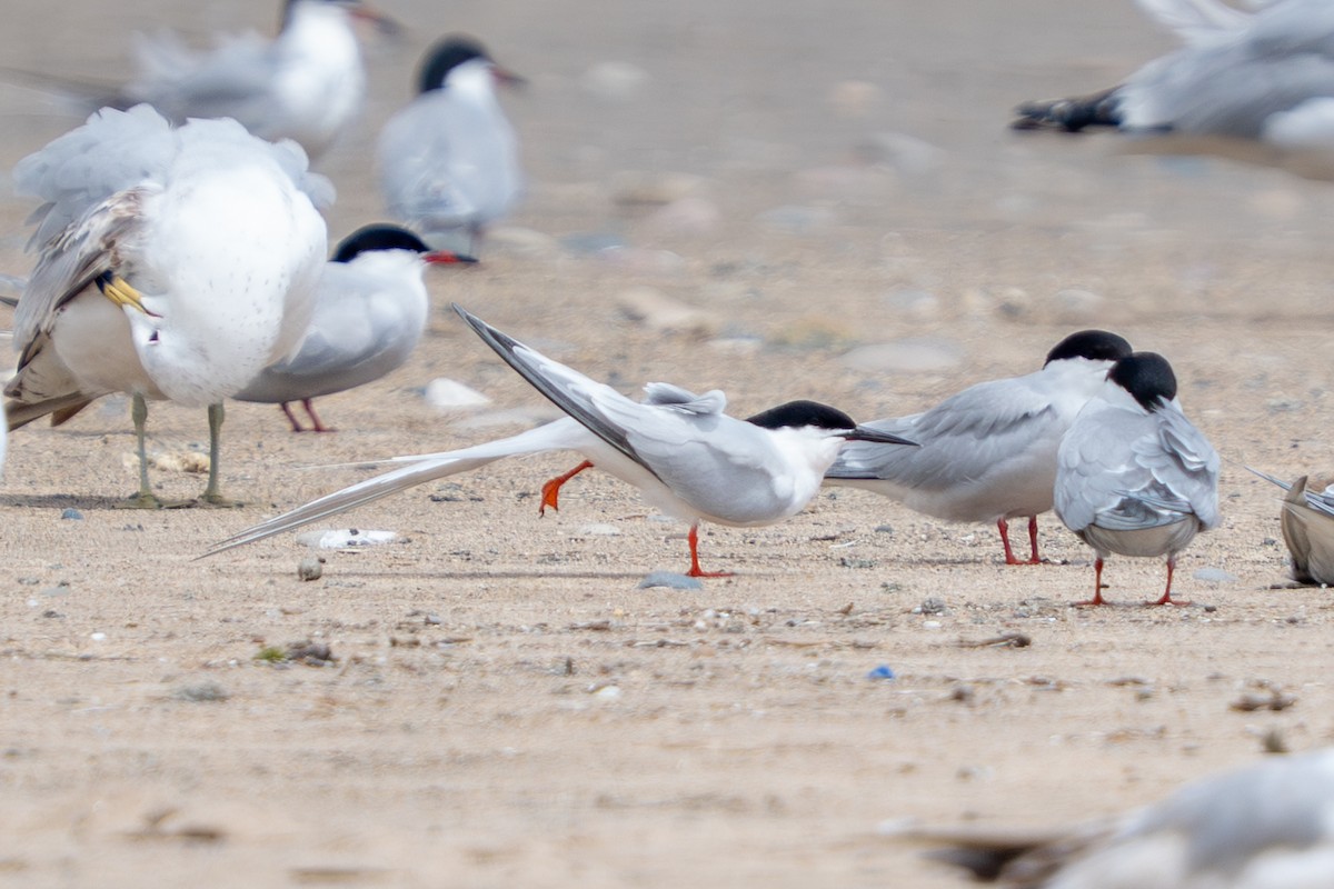 Roseate Tern - ML659789135