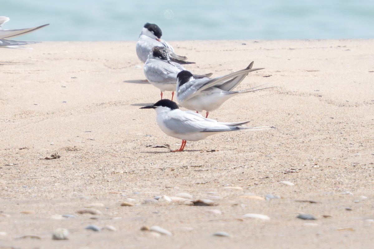 Roseate Tern - ML659789142