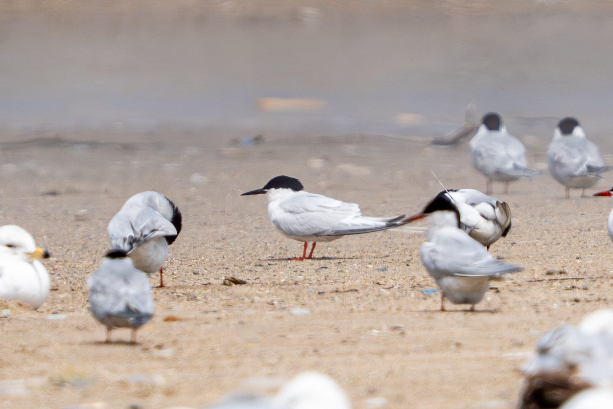 Roseate Tern - ML659789146