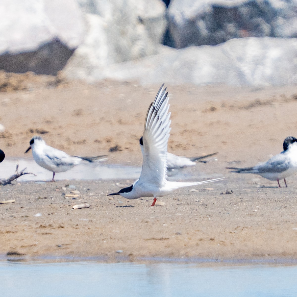 Roseate Tern - ML659789147