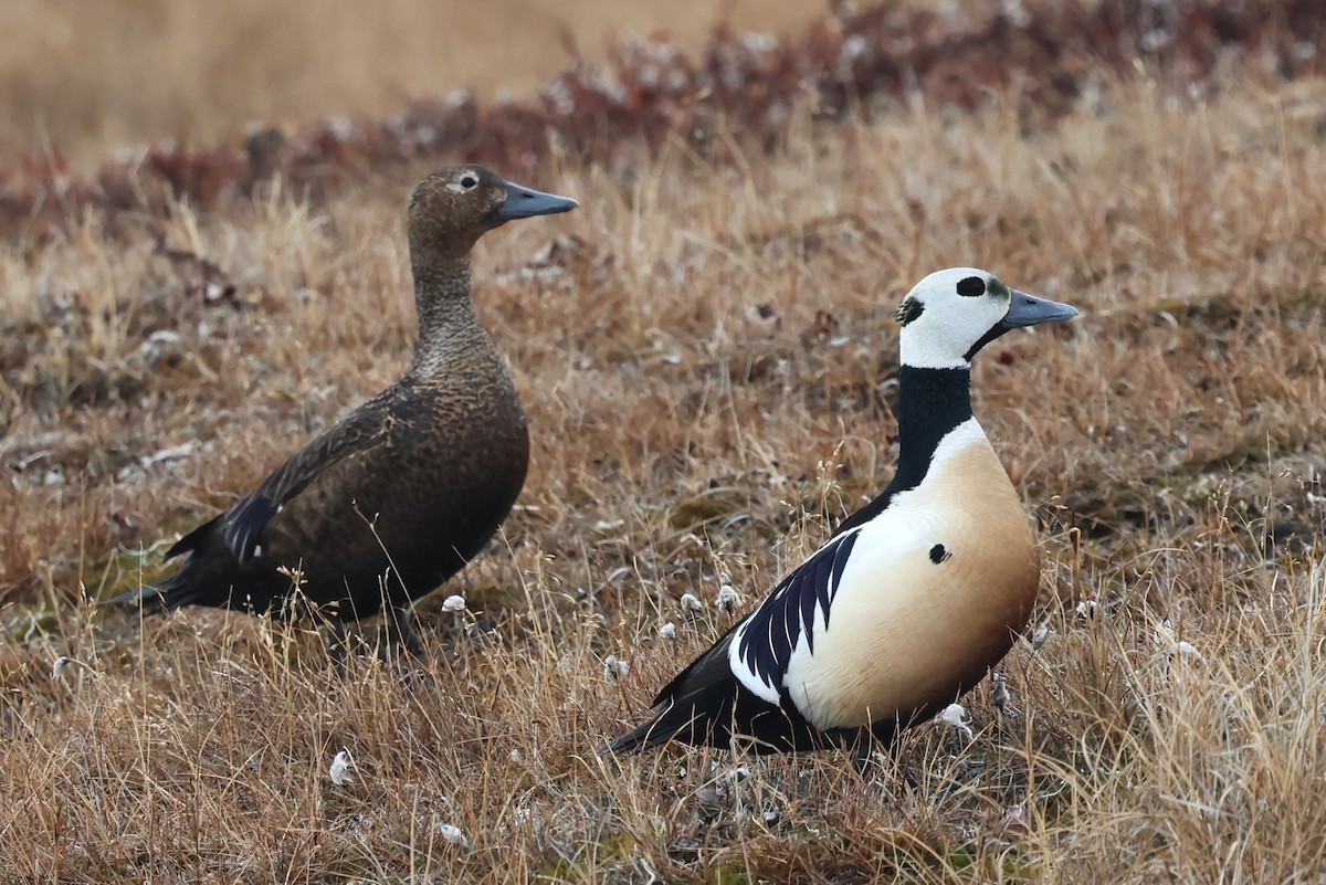Steller's Eider - ML659789148