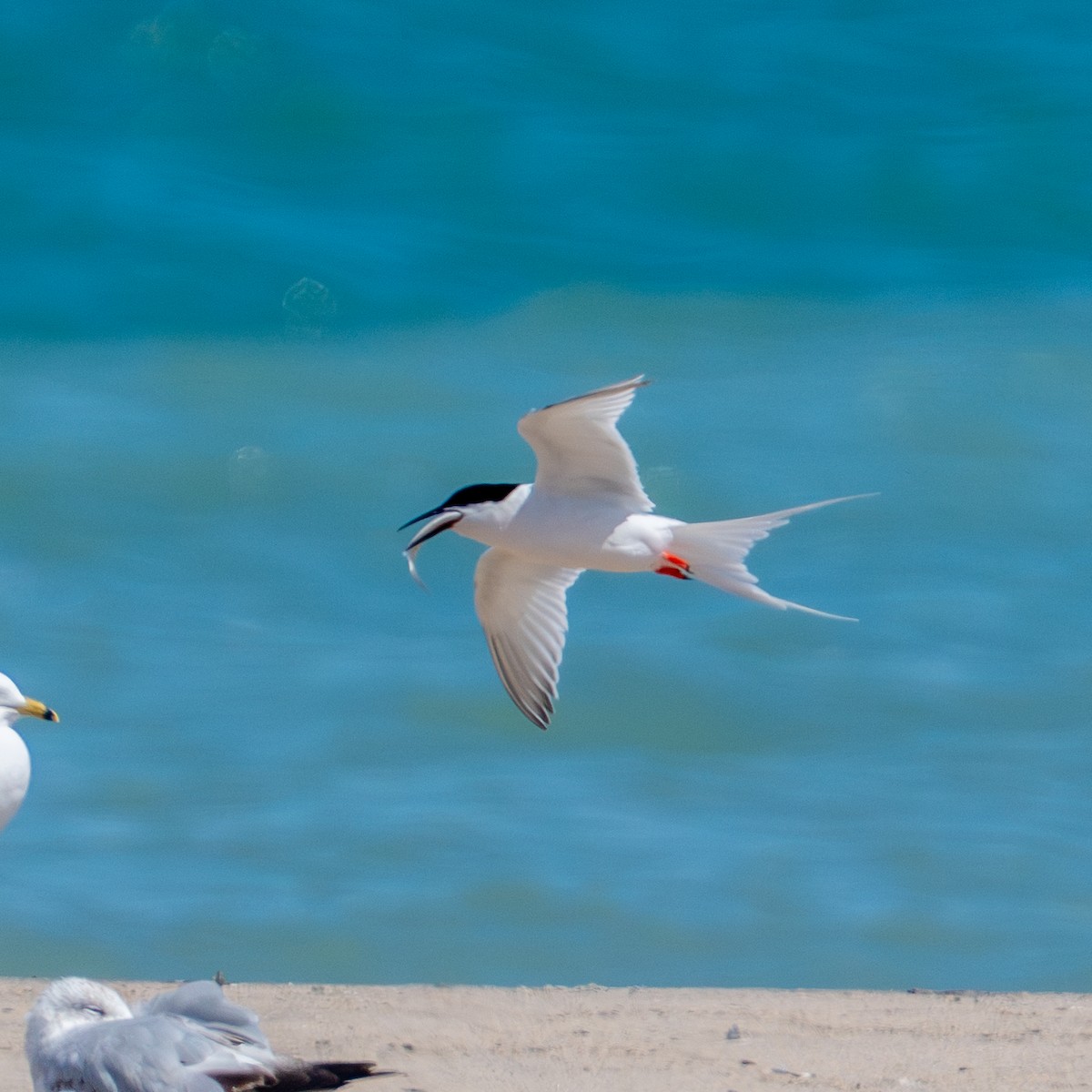 Roseate Tern - ML659789151