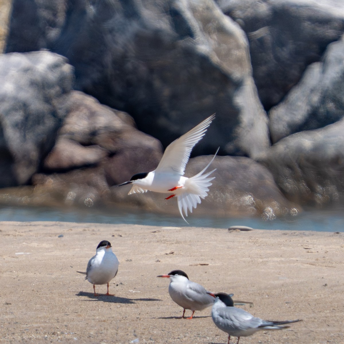 Roseate Tern - ML659789152