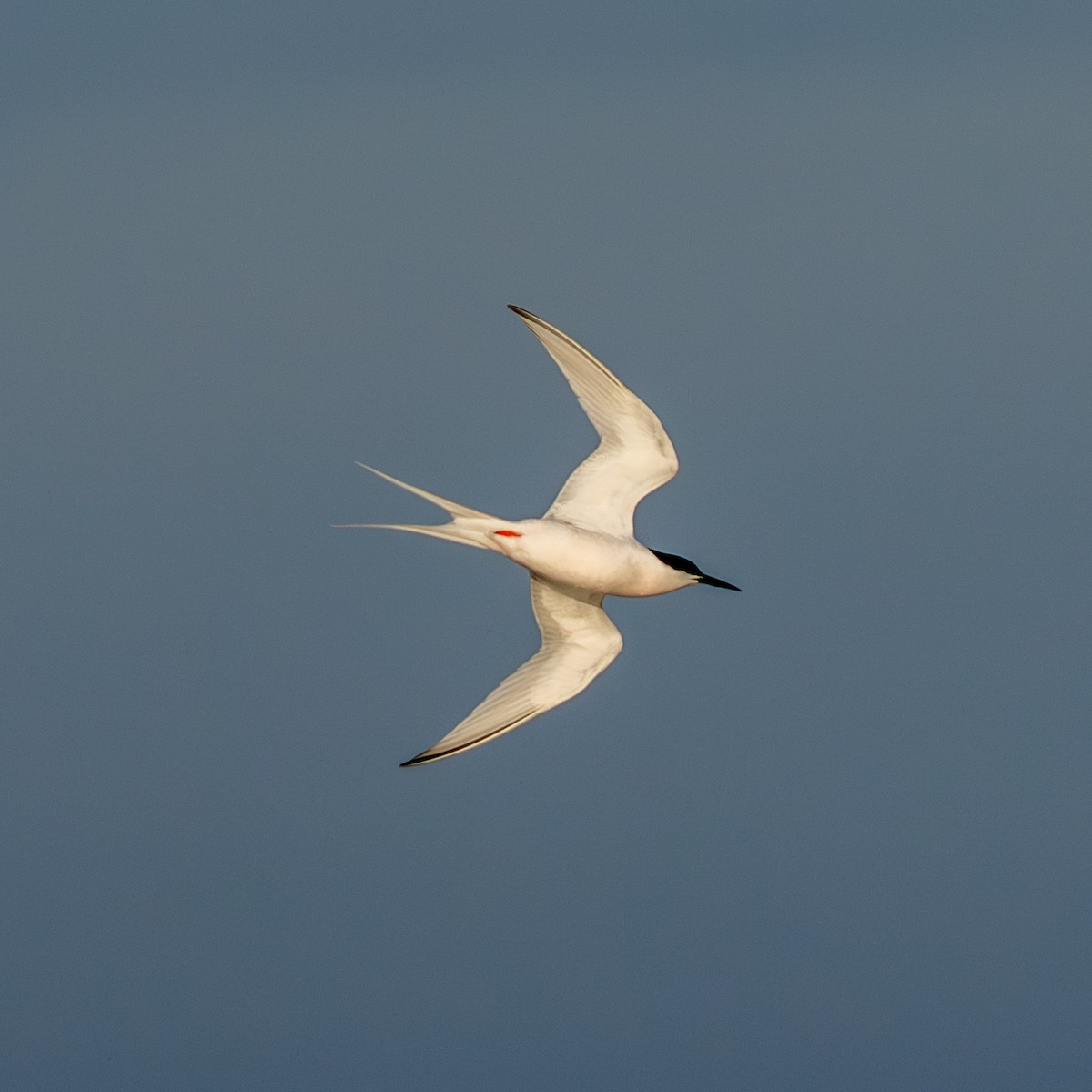 Roseate Tern - ML659789194