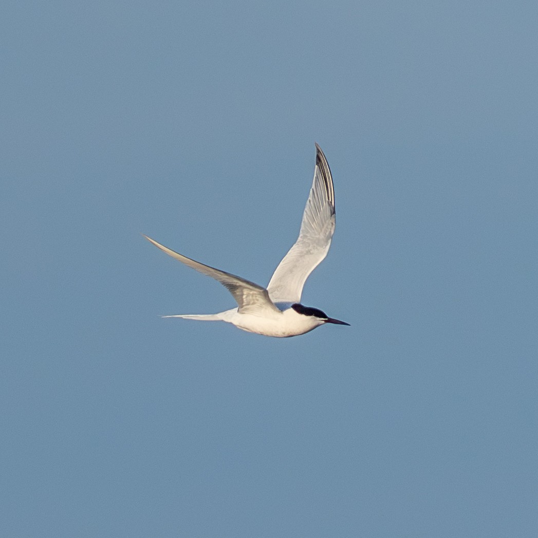 Roseate Tern - ML659789196