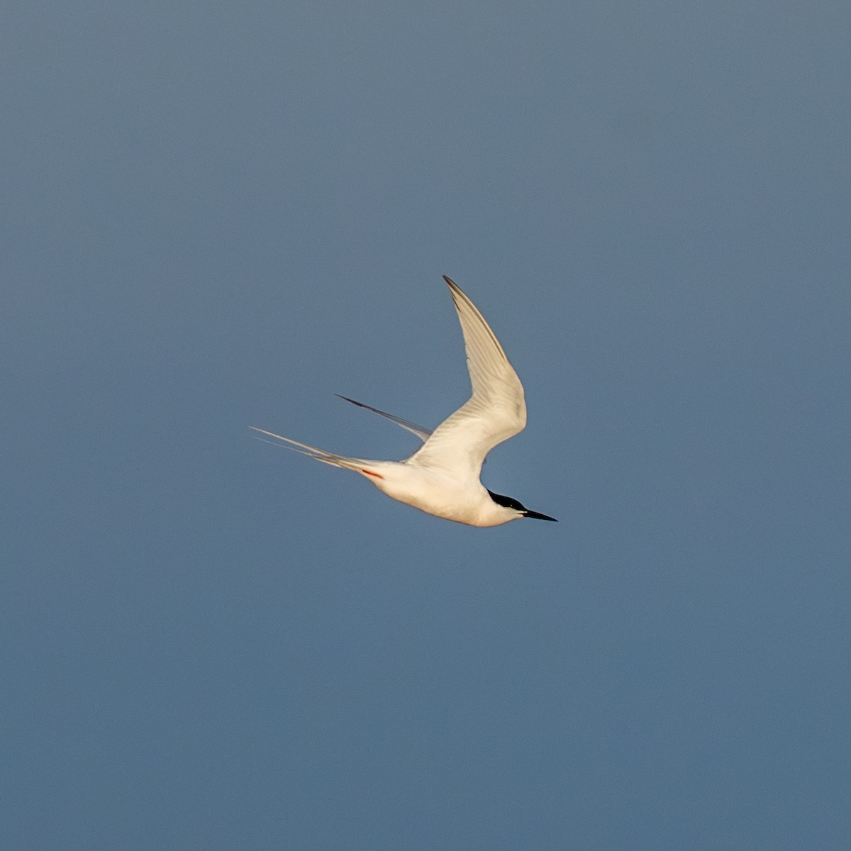 Roseate Tern - ML659789197
